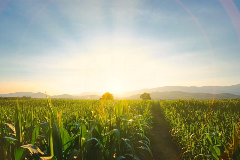 Onda de calor afeta regiões produtoras nesta semana
