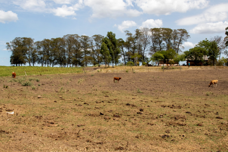 Onda de calor e falta de chuva afetam rebanhos no Rio Grande do Sul