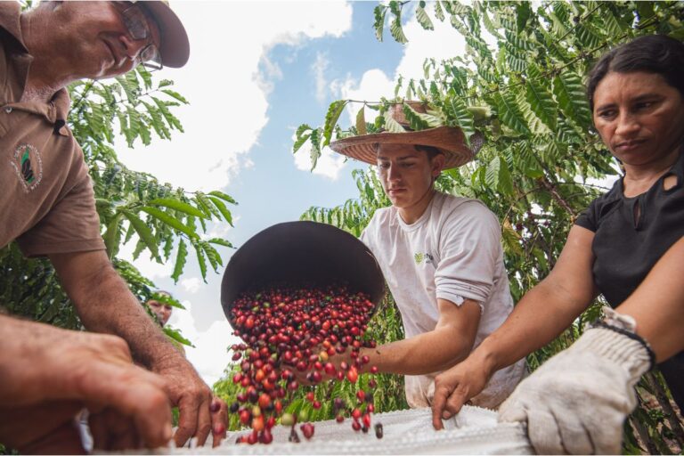 “Coringa” da agricultura amazônica: cafés robustas se destacam com produtividade e qualidade