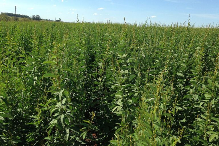 Nova cultivar de feijão combate parasitas e recupera pastagens