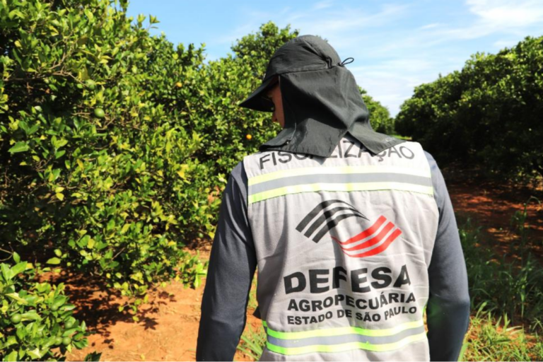Força-tarefa inspeciona 3 milhões de plantas em combate ao greening em SP