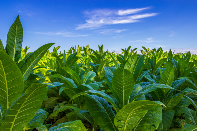 Tabaco: Brasil mantém liderança na exportação com faturamento menor