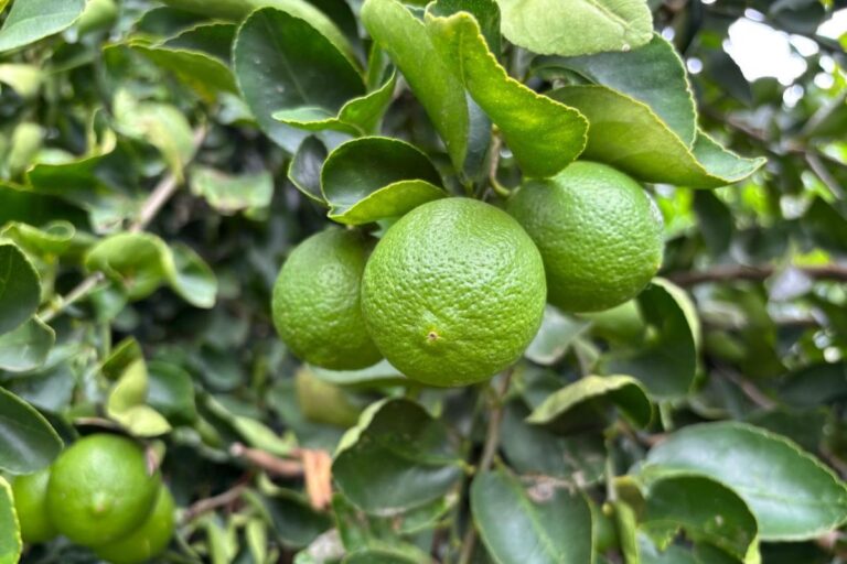 Do limão, uma limonada: exportação de limão-taiti muda a vida de pequenos produtores mineiros