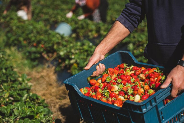Parceria entre SP e DF quer fortalecer produção de frutas