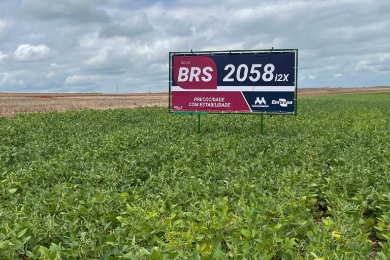 Embrapa lança 2 variedades de soja resistentes ao dicamba e diversas pragas
