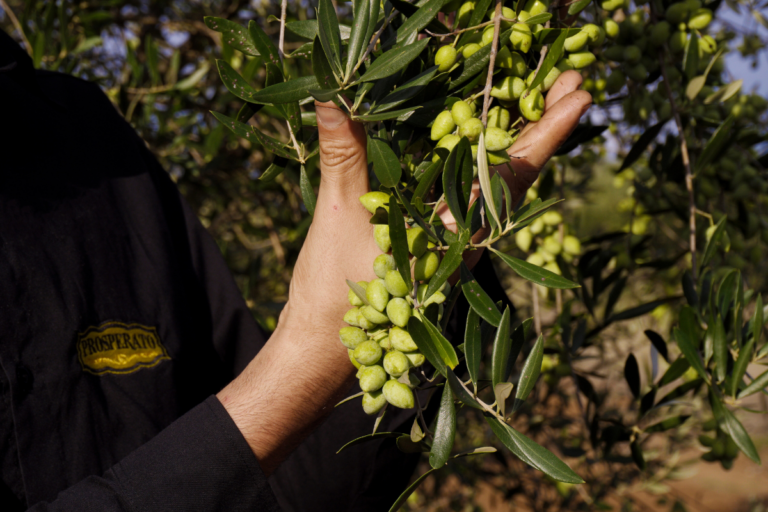 Produção de oliveiras pode ter quebra de até 40% no Brasil