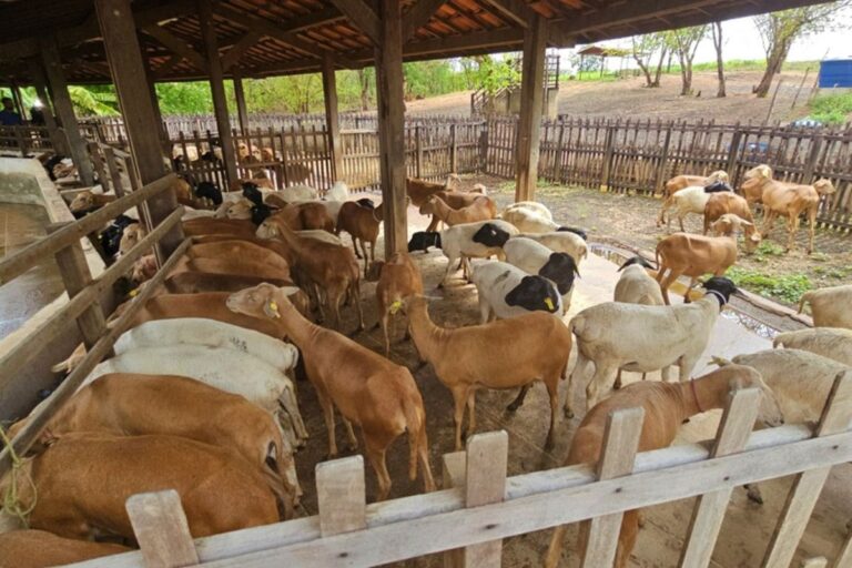 Paratuberculose atinge mais da metade dos rebanhos de ovinos do mundo