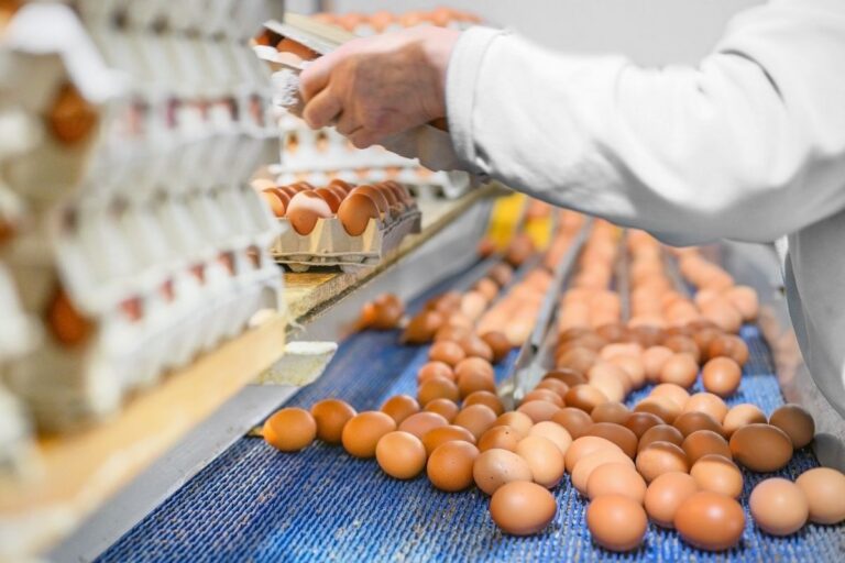 Exportação brasileira de ovos avança 22% em janeiro