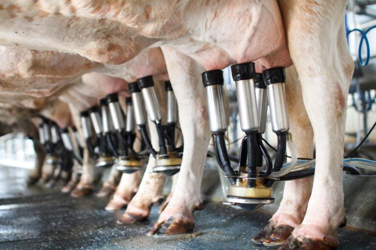 Pecuária representa quase 50% das solicitações de crédito digital no agro