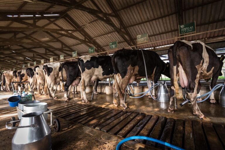 Produzir leite no RS ficou mais caro em 2024, com alta de 6,17% nos insumos