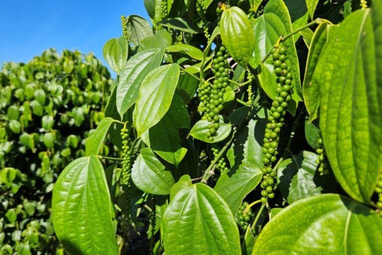 Espírito Santo avança em programa sustentável para pimenta-do-reino