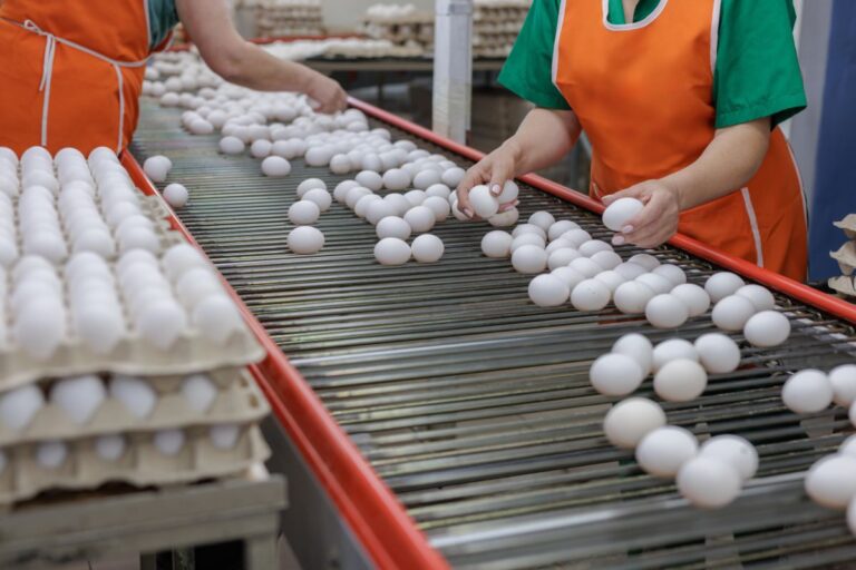 Produção de ovos e cultivo de soja foram as áreas que mais criaram empregos no Agro em 2024