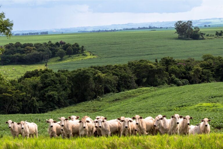 Reconhecimento internacional do Brasil como livre de febre aftosa sem vacinação avança na OMSA