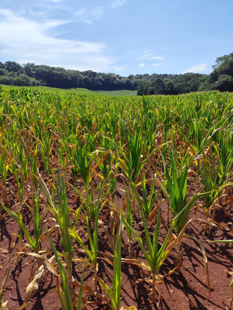 Estiagem provoca maior ciclo de perdas agrícolas da história no RS
