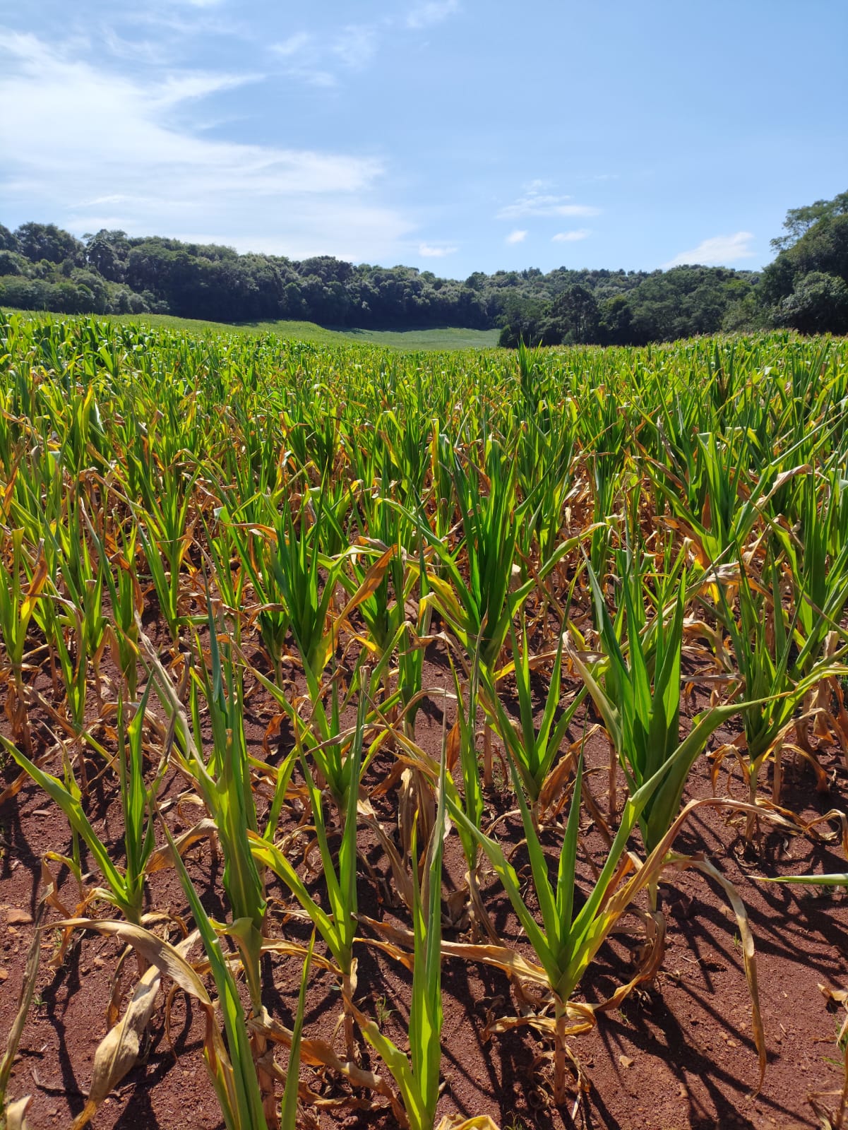 Falta de chuva já afeta 115 cidades gaúchas em 2025. Foto: ASCOM PM Coxilha/Divulgação