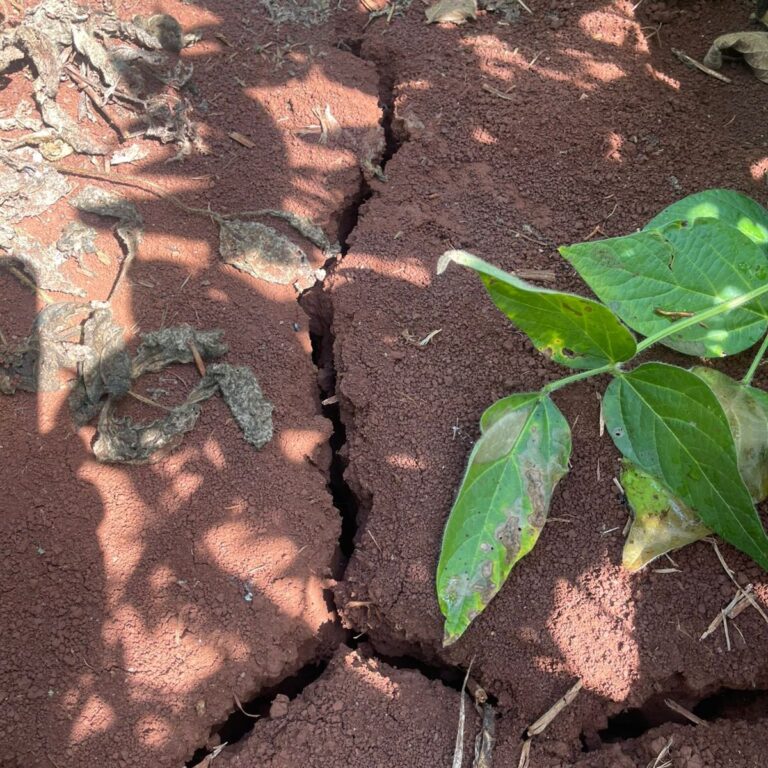 RS: financiamento de custeio agrícola poderá ser prorrogado por 3 anos 