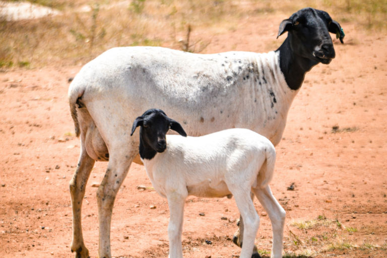 Ovelha Soinga: a raça de ovinos adaptada ao semiárido nordestino