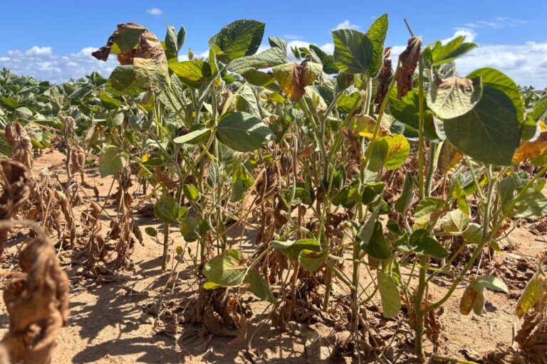 Estiagem no RS provoca perdas de até 60% na produção de soja