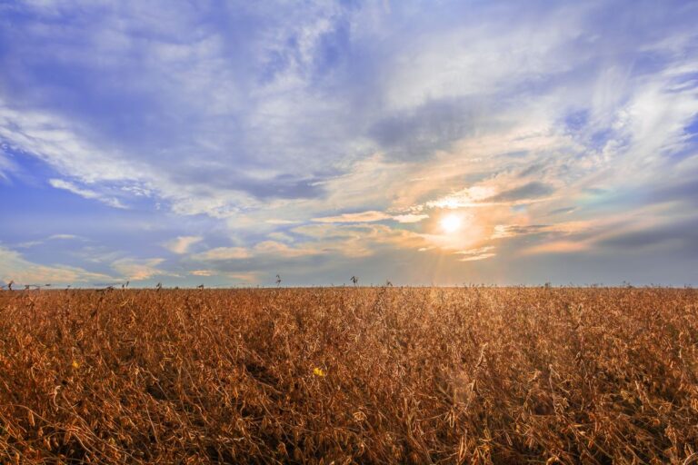 Estimativa da safra de grãos 2024/25 pode ser revisada devido à instabilidade climática, aponta CNA