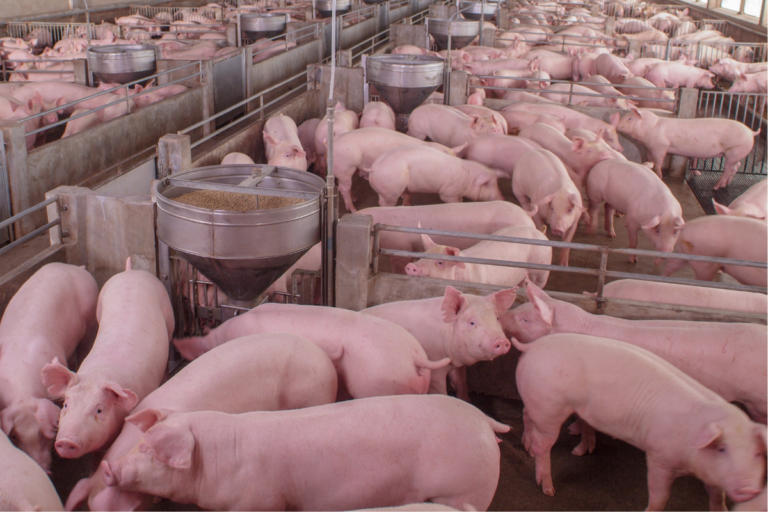 Suíno: alta nos preços do animal e dos cortes 