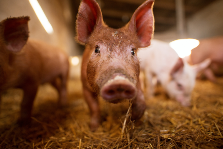 Acordo quer estimular boas práticas de manejo e bem-estar de suínos