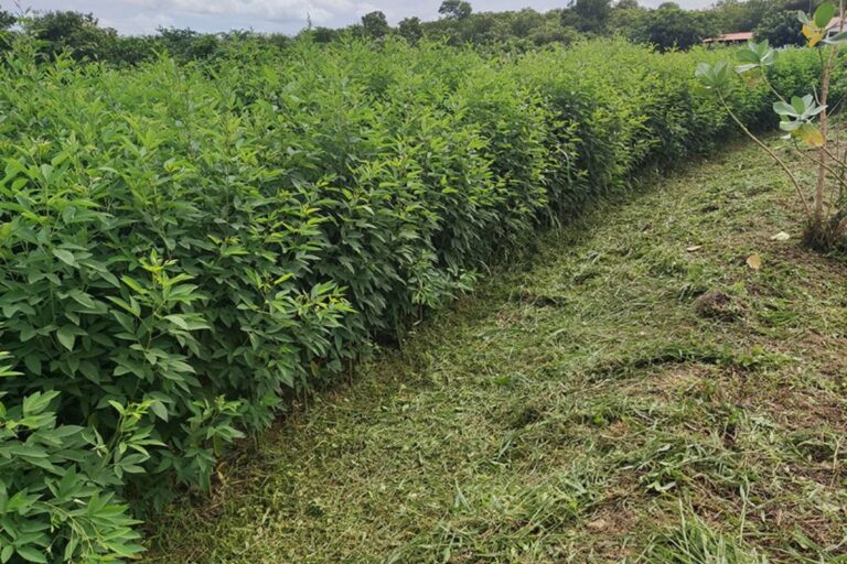 Cultivar de feijão-guandu pode baratear alimentação de rebanhos no Semiárido