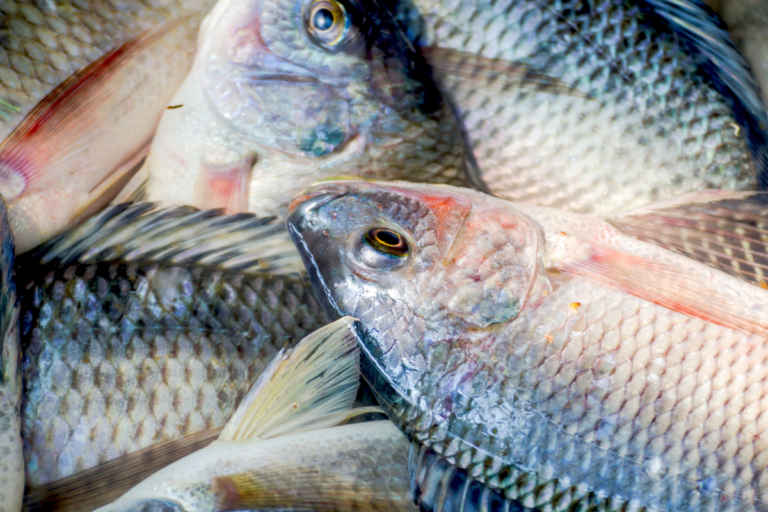Preços da tilápia aumentam com maior procura pela proteína