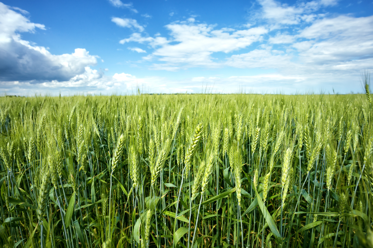 Foto: Adobe Stock