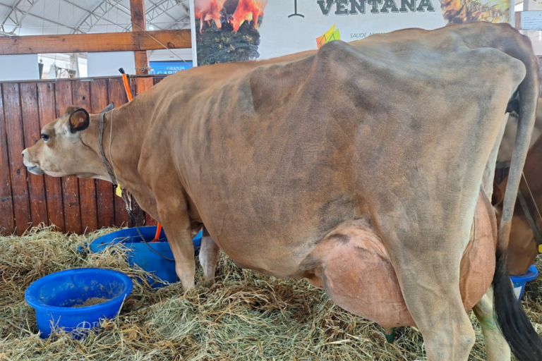 Vaca Jersey quebra recorde sul-americano de produção de leite em evento no RS