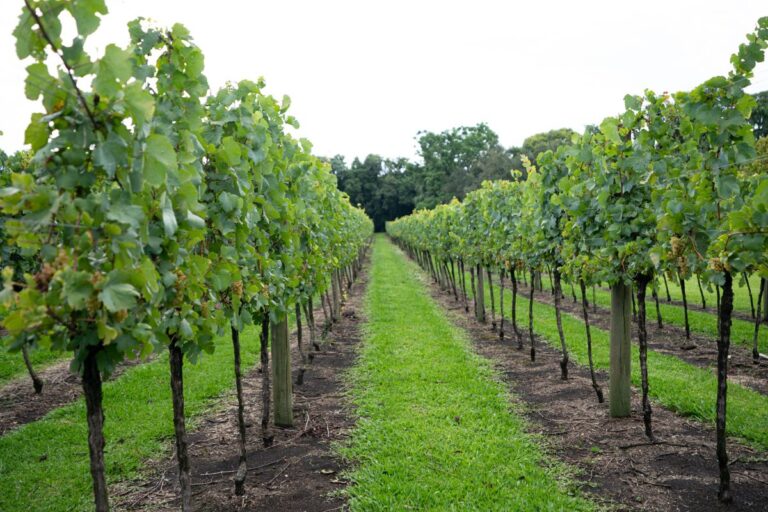 Vindima 2025: Produção de uvas no RS deve alcançar 700 mil toneladas