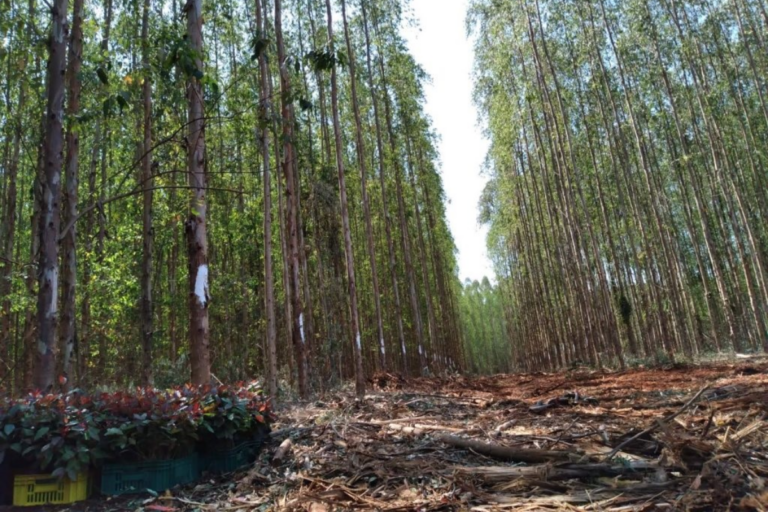 MS tem superávit comercial de US$ 997 milhões em fevereiro