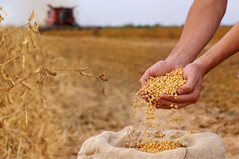 MT: colheita de soja atinge 97,33% da área
