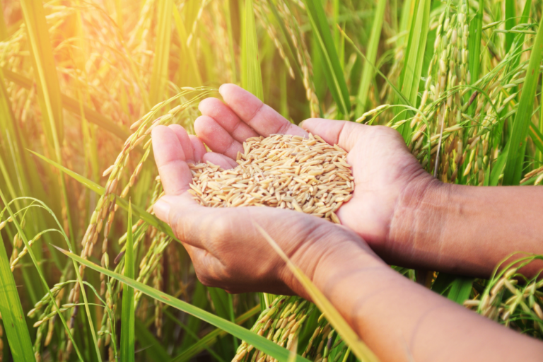 Arroz: queda de preço aperta margens do produtor
