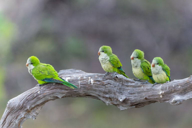 Projeto do Instituto Biológico identifica vírus em aves em 10 minutos