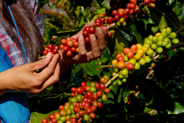 Colheita de café na área de atuação da Cooxupé atinge 59%