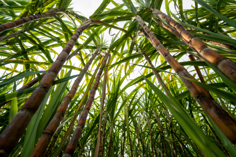 SP: agronegócio fatura 11,6% menos com exportações entre janeiro de abril