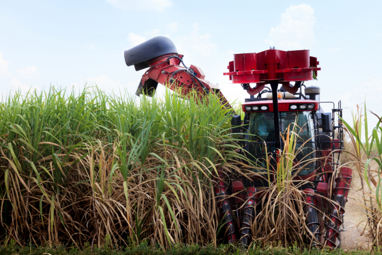 Estimativa da Datagro aponta menor moagem de cana na safra 2025/26