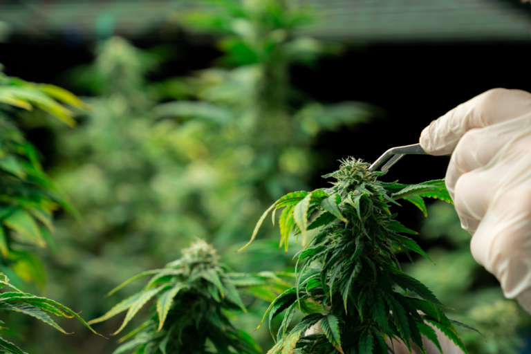 Cannabis: centro de pesquisa recebe certificado para estudos com planta geneticamente modificada