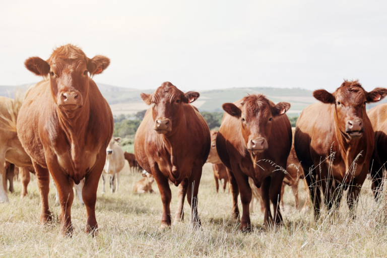 Exportações de carne bovina caem 6% em fevereiro, mas receita cresce 12,6%