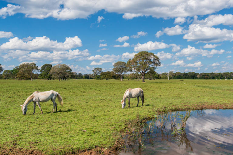 Conheça 5 raças de cavalo criadas no Brasil