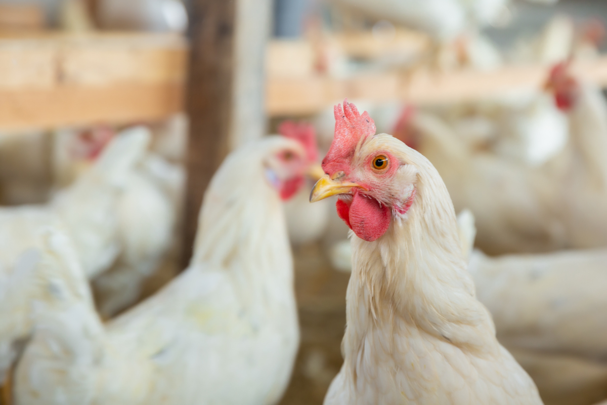 Foto: Adobe Stock      