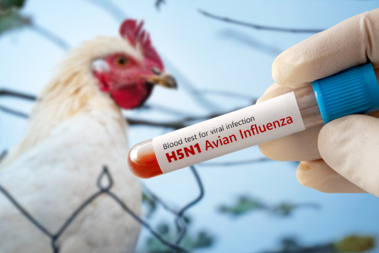 Gripe aviária: novo foco em aves silvestres confirmado