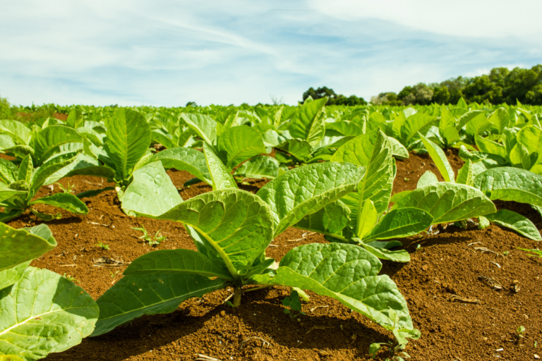 Projeto Solo Protegido quer melhorar áreas com lavouras de tabaco