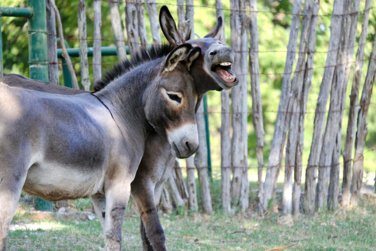 Asno, burro e mula: os incansáveis no campo