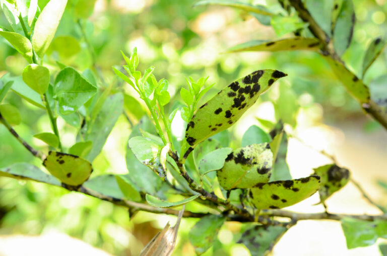 Fuligem nas plantas: como identificar e controlar