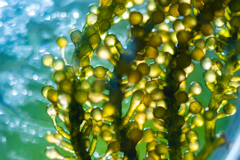 Biodiesel de algas: a revolução sustentável para a produção rural