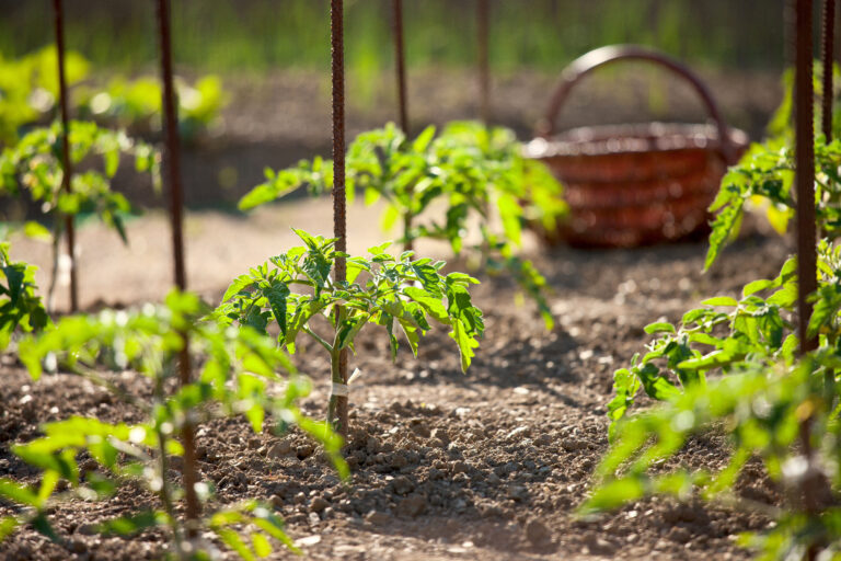 Que calor! Conheça mais sobre o protetor solar para plantas