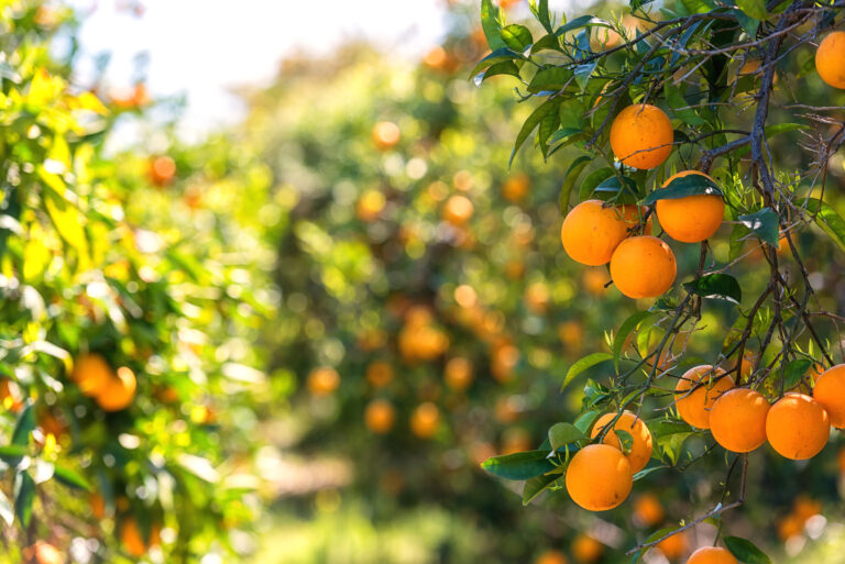 Além da fruta fresca! O que pode ser feito com a laranja?
