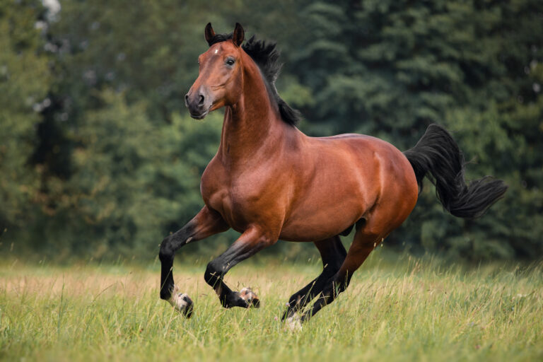 Genética do sucesso: saiba tudo sobre o cavalo garanhão