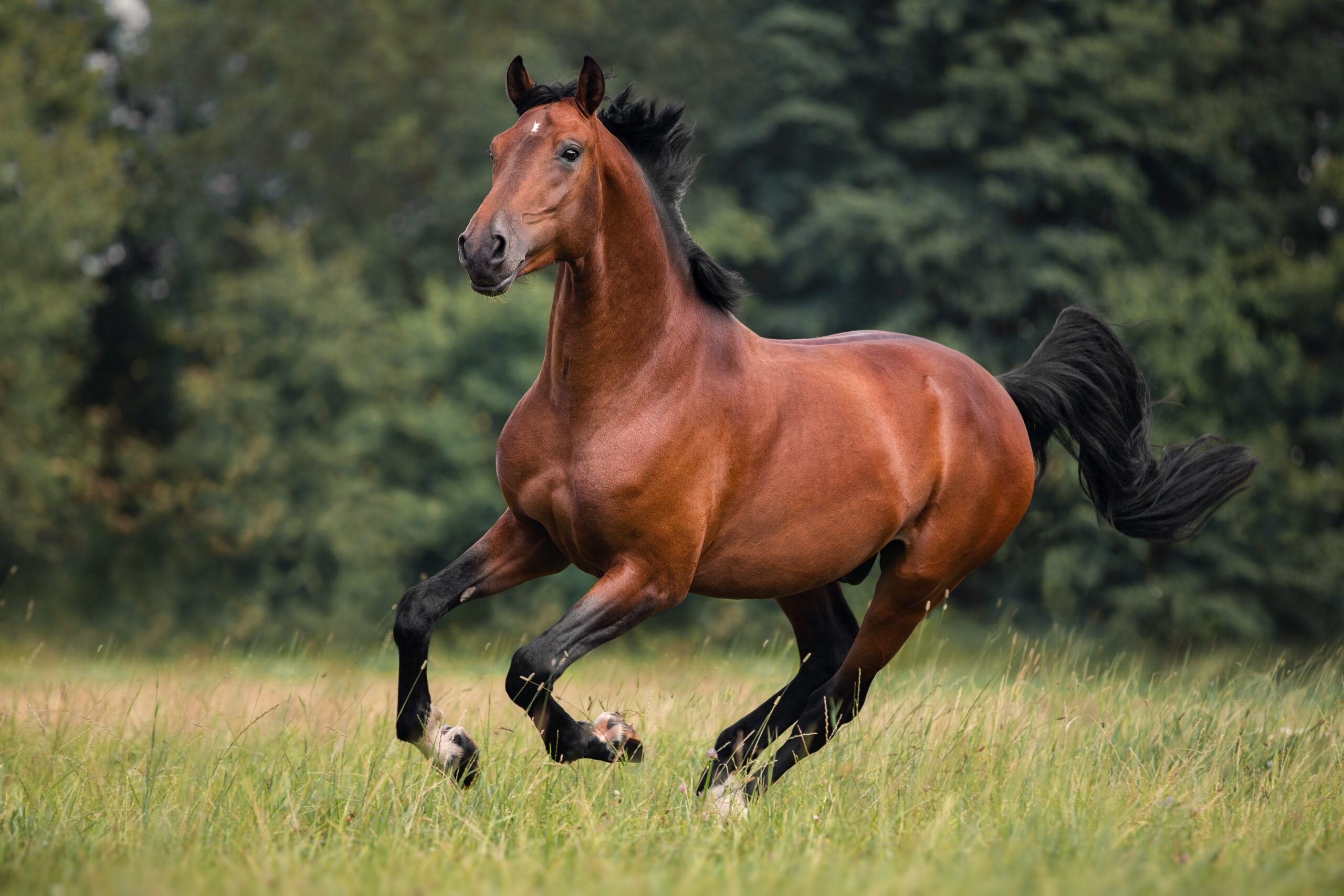Foto: Adobe Stock